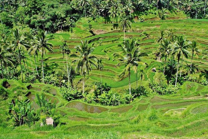 Bali Highlights : Nature, Waterfall, Rice Terraces and Volcano