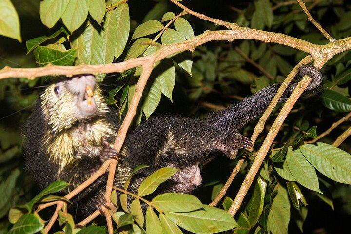 Monteverde Night Walk Tour: the night life of the forest