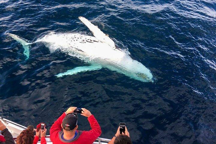 Whale Watching from Galle on Shared Boat