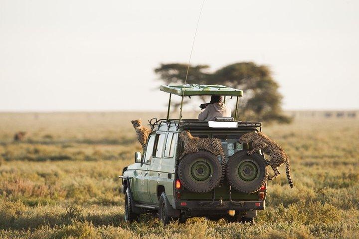 6-Day Best of Tanzania Wildlife Safari- Comfort