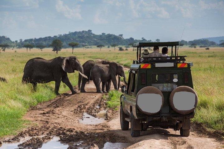 6-Day Best of Tanzania Wildlife Safari- Comfort