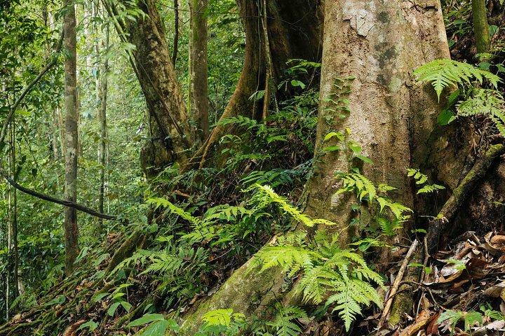 Sinharaja Rain Forest Tour from Galle