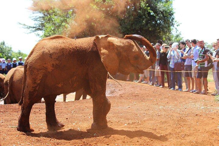 Nairobi Airport Layover : Tour Elephant Orphanage and Giraffe Center