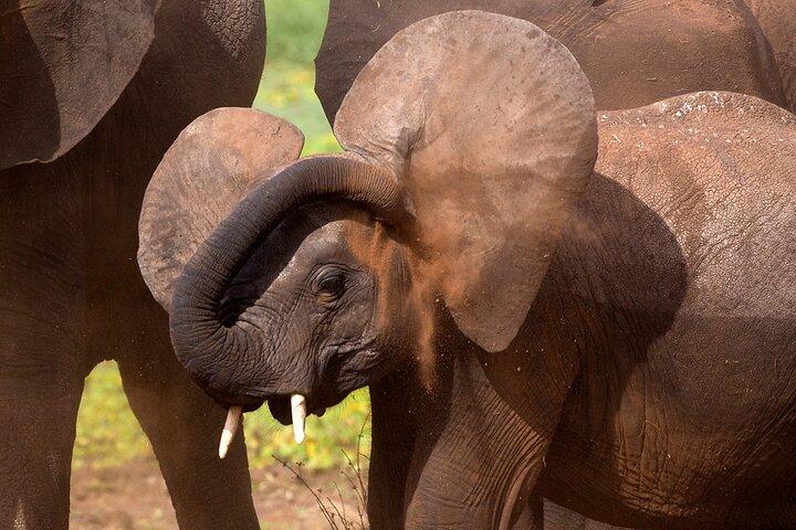 5-Day Private Safari Tour in Northern Tanzania