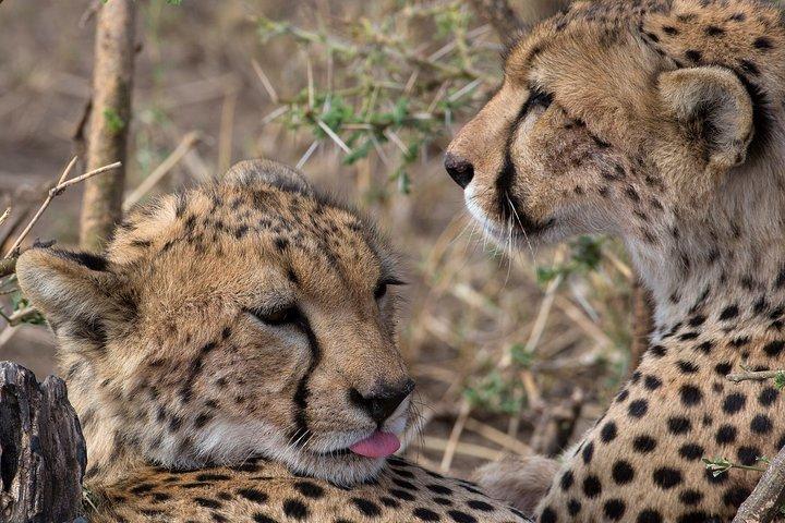 5-Day Private Safari Tour in Northern Tanzania