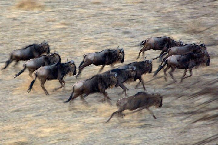 5-Day Private Safari Tour in Northern Tanzania