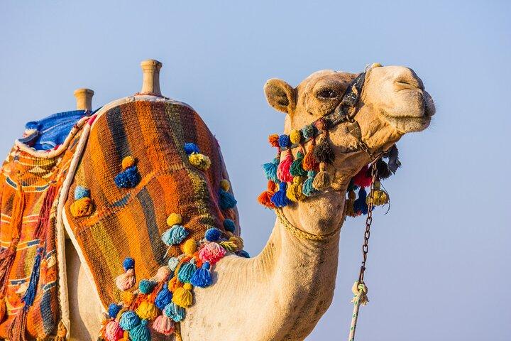 Camel Ride Along the Luxor West Bank