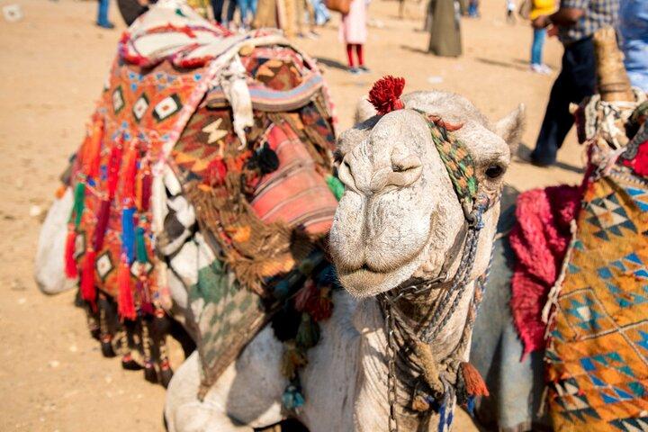 Camel Ride Along the Luxor West Bank