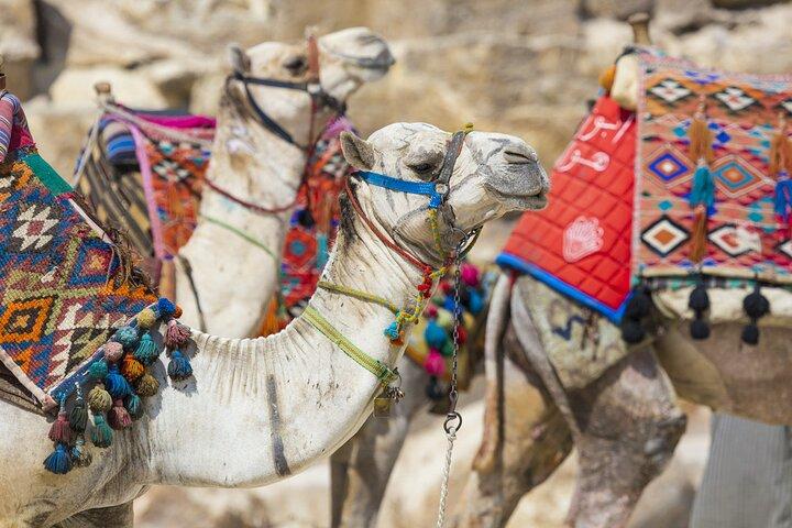 Camel Ride Along the Luxor West Bank