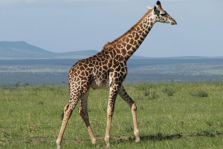 Giraffe Center and David Sheldrick Elephant Orphanage Day Tour from Nairobi