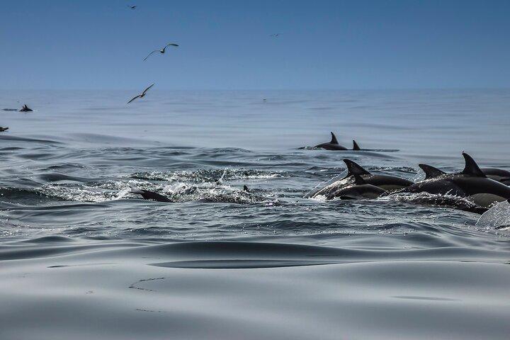 Dolphins & Benagil Caves 3h Small-group tour with Biologist