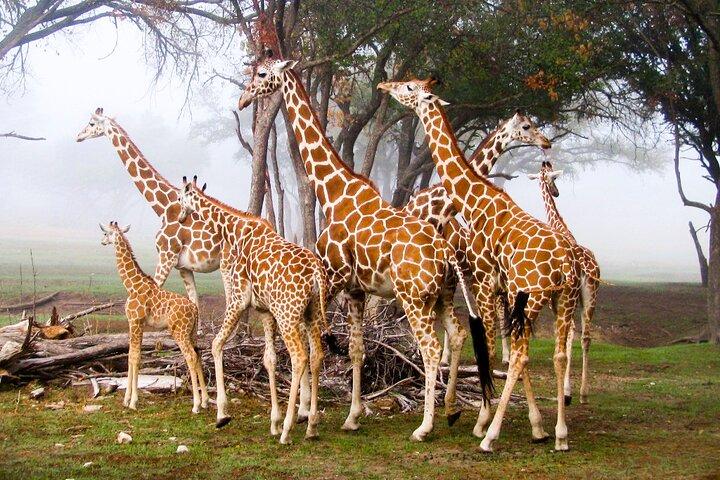 Nairobi Airport Layover : Tour Elephant Orphanage and Giraffe Center