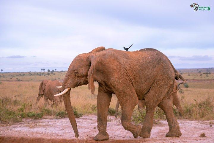 3 Days Wild Tour Queen Elizabeth National Park Safari Uganda