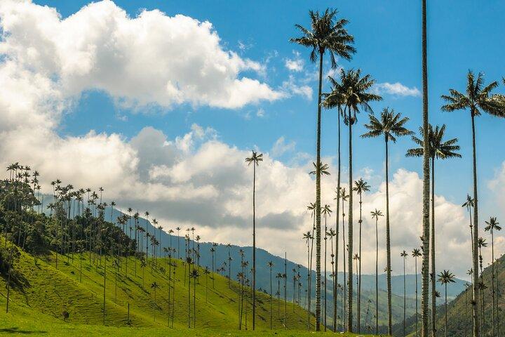Full Day Tour of Cocora Valley, Salento, and Coffee Farm Tour (from Pereira)
