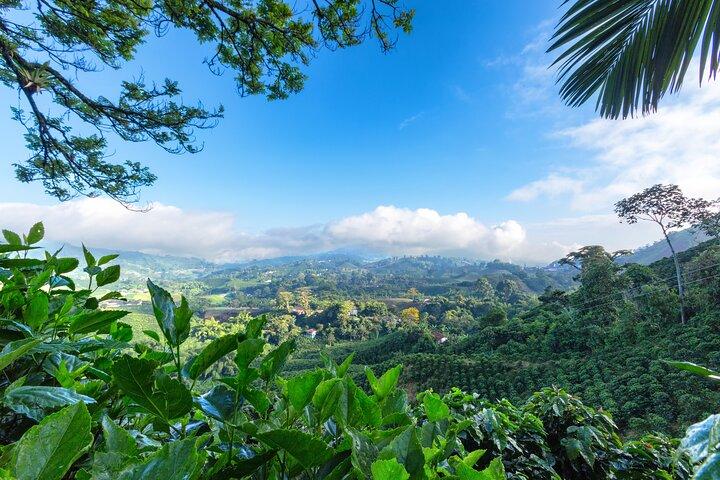 Full Day Tour of Cocora Valley, Salento, and Coffee Farm Tour (from Pereira)