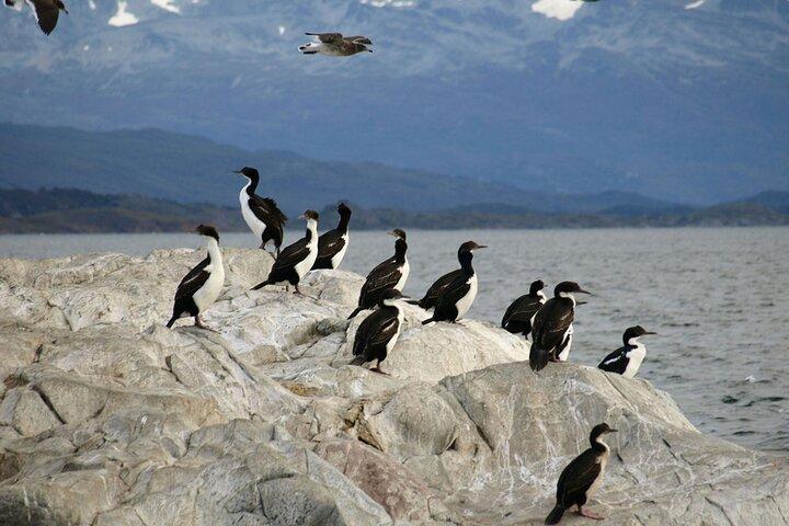 Penguin walk in Ushuaia + navigation option