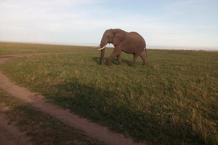 5 Days Safari to Maasai Mara N/R- Mid range.