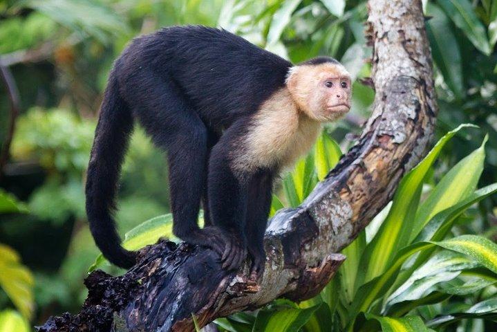 Jungle Crocodile & Carara National Park-Punta Arenas Highlights
