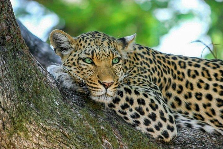 Yala National Park Safari from Dikwella