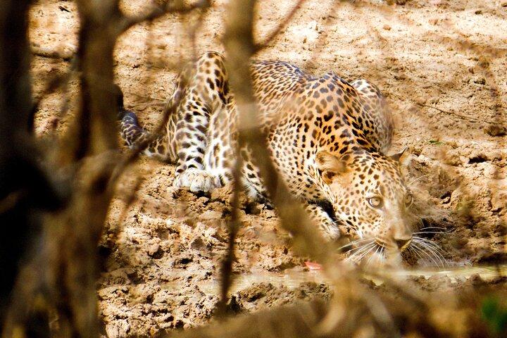 Yala National Park Safari from Hambantota Seaport