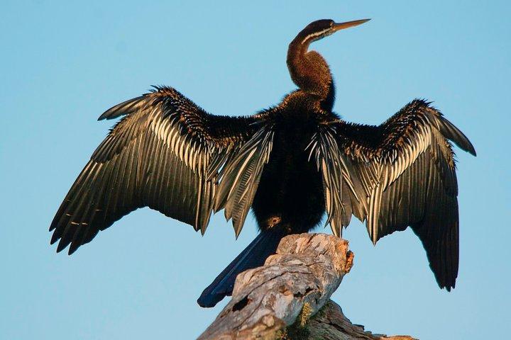Birdwatching in Bundala National Park from Tissamaharama