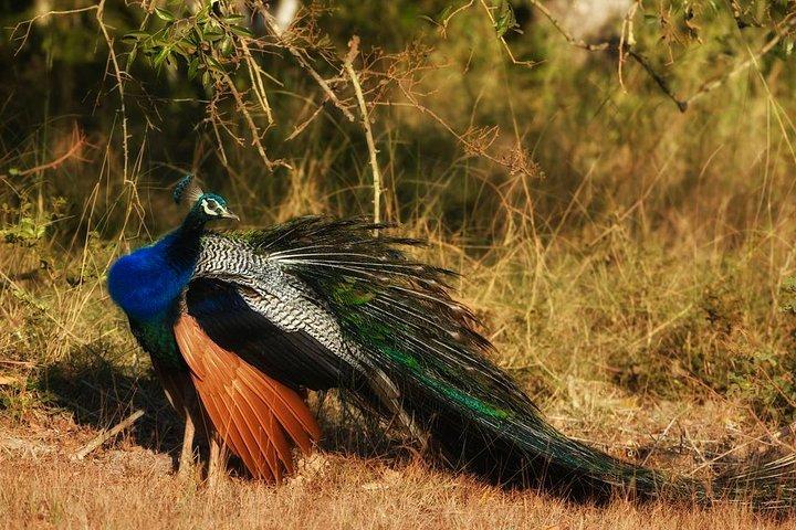 Birdwatching in Bundala National Park from Tissamaharama