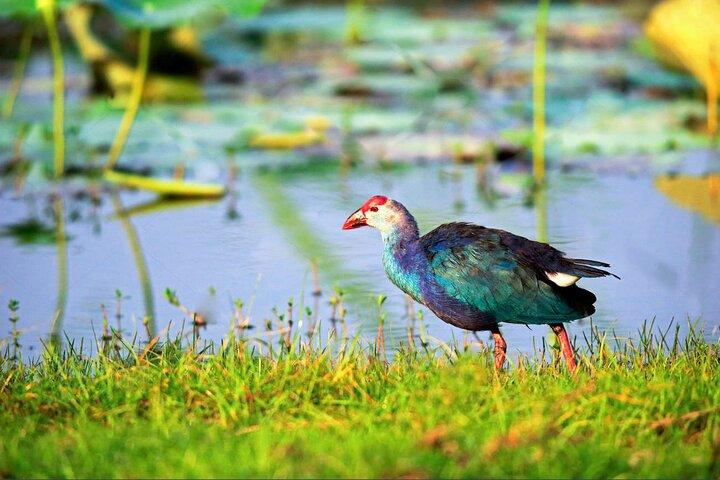 Birdwatching in Bundala National Park from Tissamaharama