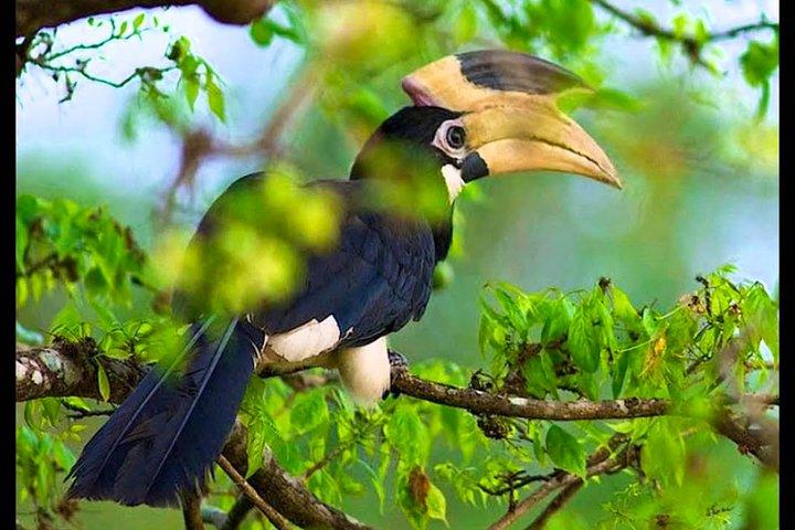 Birdwatching in Bundala National Park from Tissamaharama