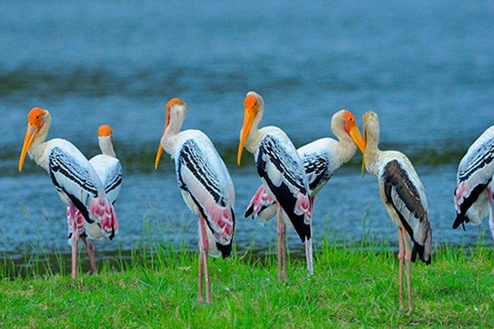 Bundala National Park Safari from Dikwella