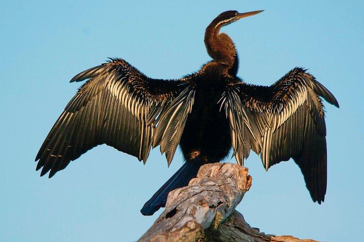 Birdwatching Safari at Kumana National Park