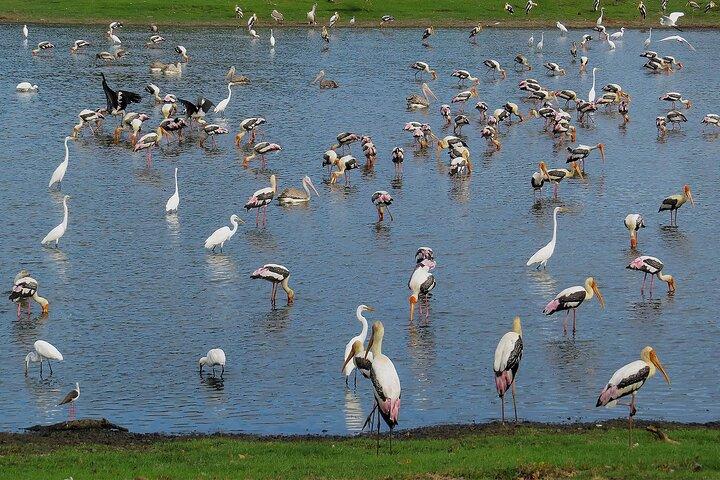 Birdwatching Safari at Kumana National Park