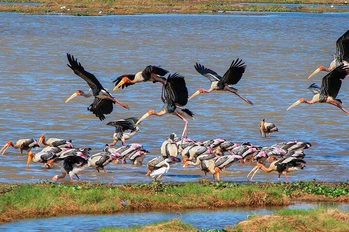 Birdwatching Safari at Kumana National Park
