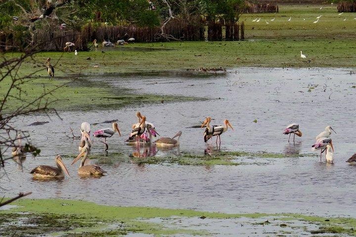 Birdwatching Safari at Kumana National Park