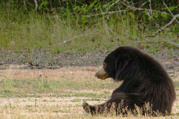Yala National Park Safari from Weligama