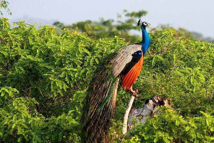 Yala National Park Safari from Weligama