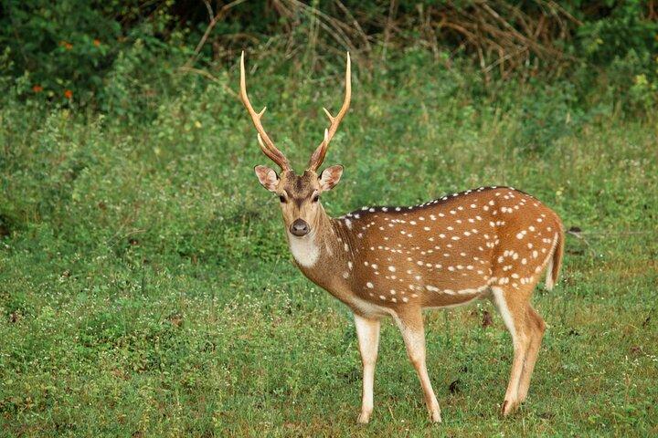Yala National Park Safari from Ahangama