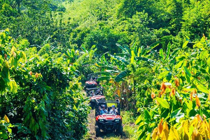 Jungle Buggies + Ziplines Adventures