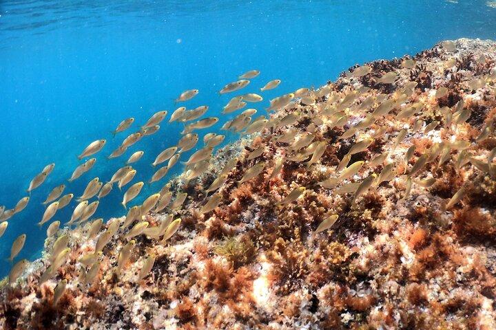 SNORKELING ADVENTURE | Pula Boat