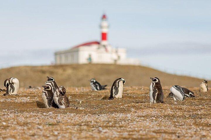 Half Day sailing Magdlena Island Penguin Colony P.Arenas October to March only