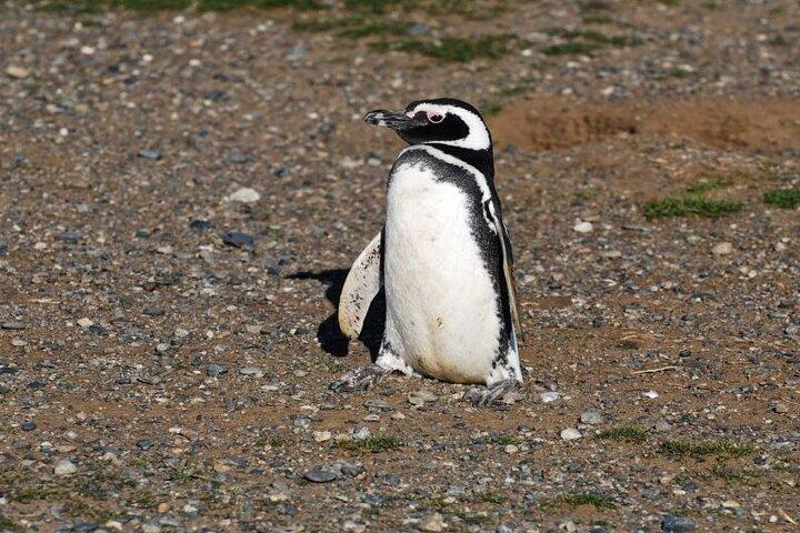 Half Day sailing Magdlena Island Penguin Colony P.Arenas October to March only