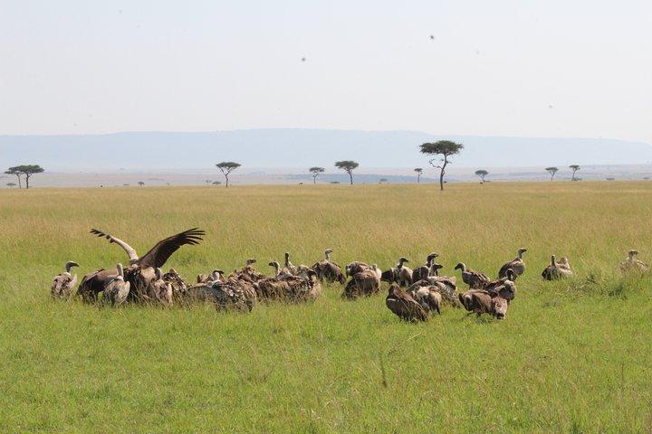 4-Day Safari to Ngorongoro crater and Serengeti