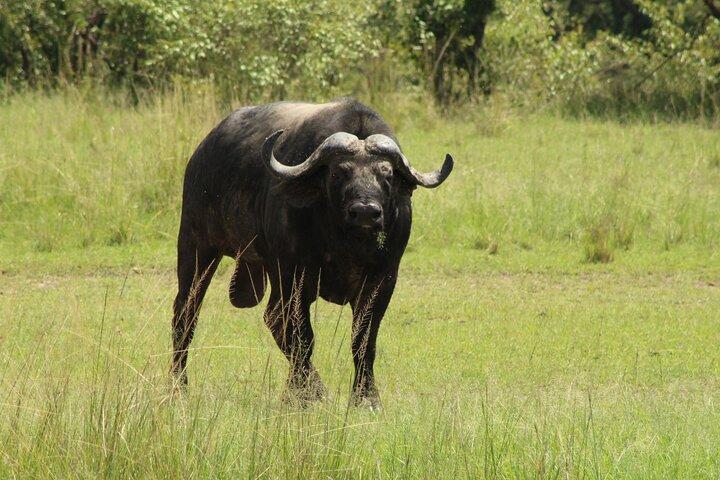 4-Day Safari to Ngorongoro crater and Serengeti