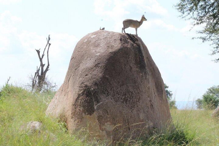 4-Day Safari to Ngorongoro crater and Serengeti