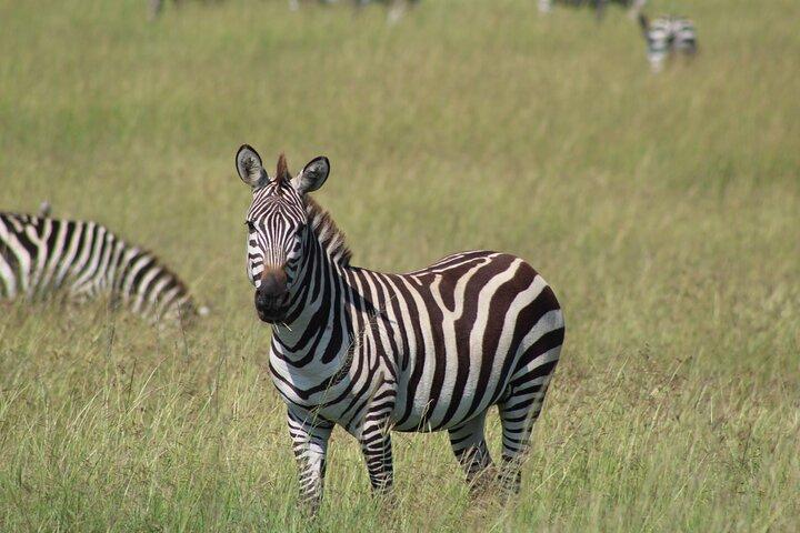 6-Day Safari Tour to Tarangire, Manyara, L. Eyasi & Ngorongoro