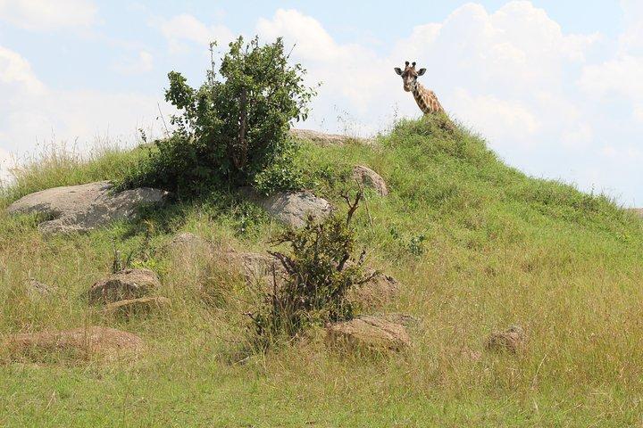 6-Day Safari Tour to Tarangire, Manyara, L. Eyasi & Ngorongoro