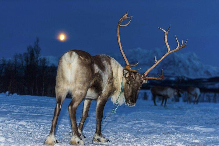 Reindeer feeding & Sámi Culture with chance for Northern Lights