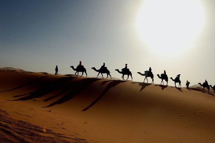 Marrakech Experience: PalmGrove Camel Ride Excursion