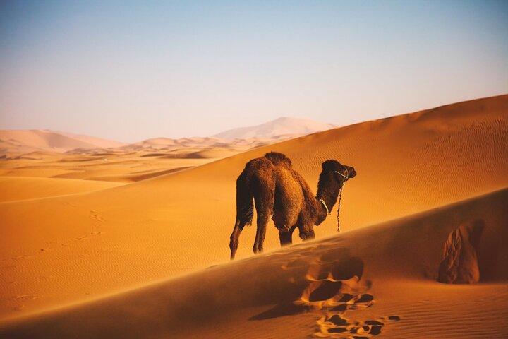 Marrakech Experience: PalmGrove Camel Ride Excursion