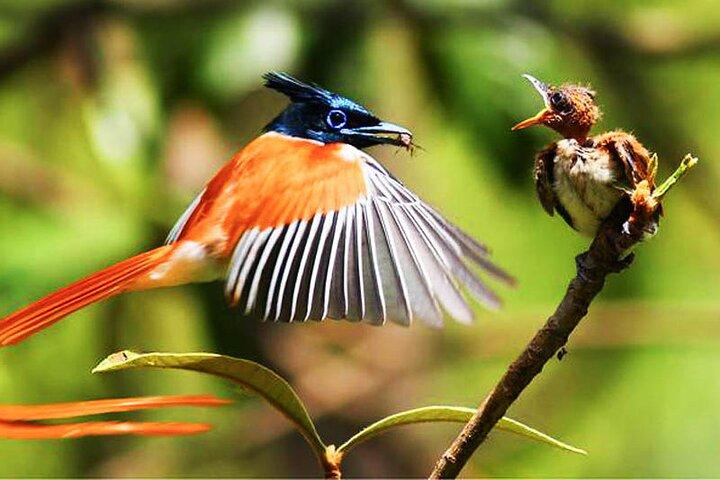 Wildlife Tour Covering Birds and Mammals (14 Days)
