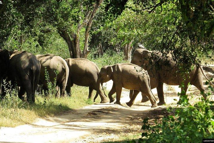 Wildlife Tour Covering Birds and Mammals (14 Days)